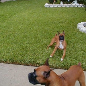 Taz and Tasha playing