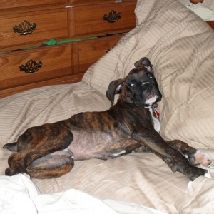 Odin All Comfy 1