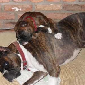 Beau and Odin Sleeping