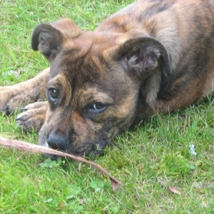 Roxie at 12 weeks