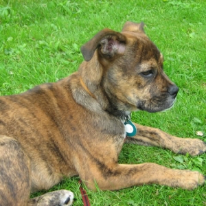 Roxie at 12 weeks