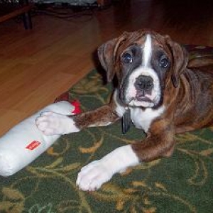 Our baby Tyson