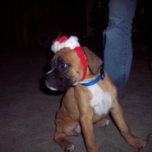 Caseys first Christmas