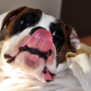 Tonto poking out his tongue