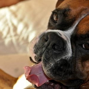 Mambo poking out his tongue