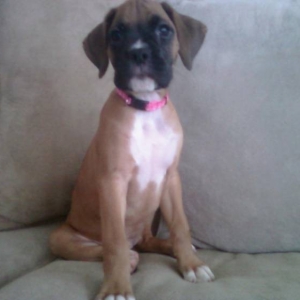 Stella