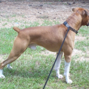 Debo