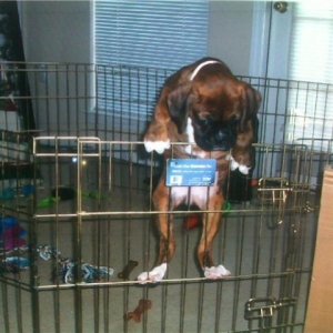 The Great Escape