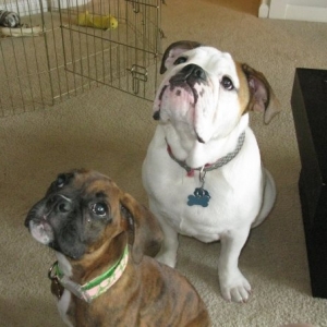 Kona and Donut