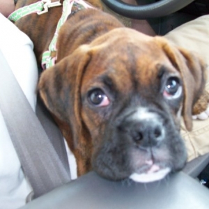 kona_in_truck