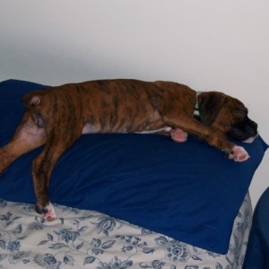 kona_on_ryans_pillow