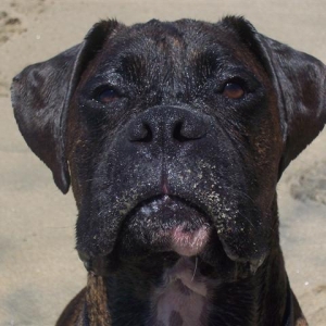 Syd_3_Years_4_Months_Old