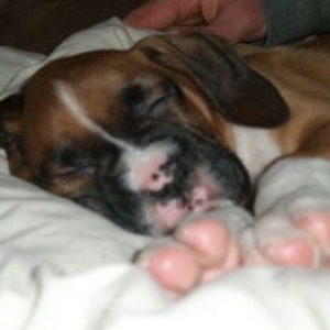 Bro taking one of many puppy naps
