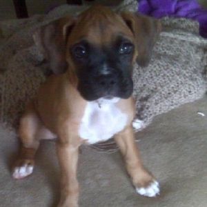 Stella
