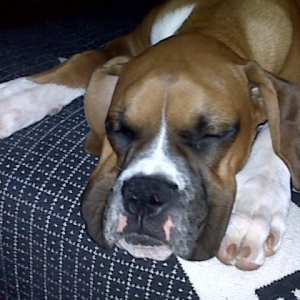 Niko Sleeping