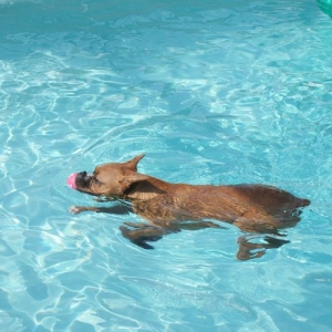 Hurley is swimming