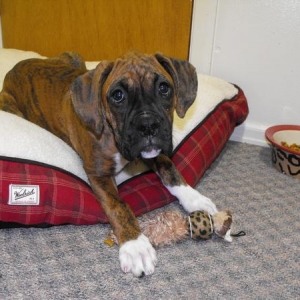Bentley 16 weeks old