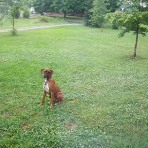 Our beautiful boxer Lexi