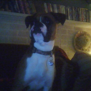 Buggie Being Heroic looking