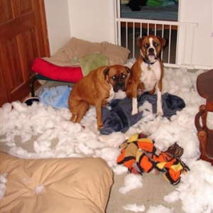 Pillow Fight