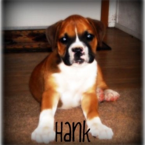 Hank