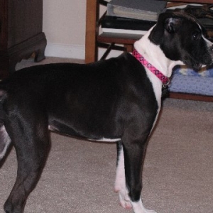 Mazzy 4 Months old