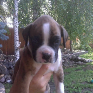 my_boxer