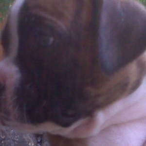 boxer_baby1