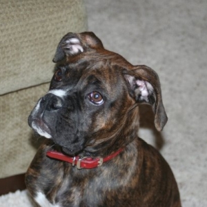 Baileys Pics