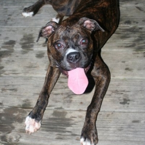 bailey6