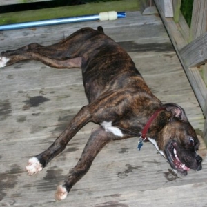 bailey7