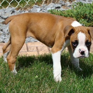 Baby Blaze