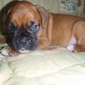 Ada at 5 weeks