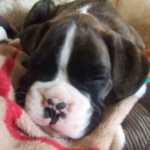 Sleepy_Puppy_Head
