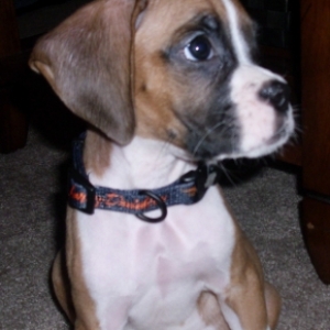 Gunnar