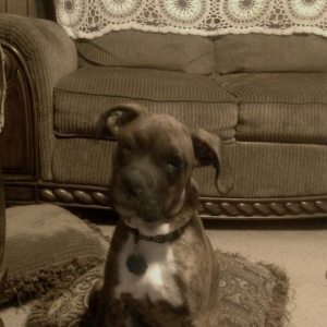 17 Weeks Old