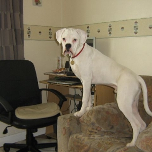 Think he wants to play on the pc?