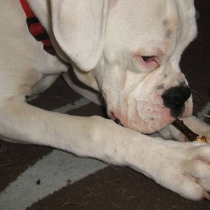 chewing sticks again!