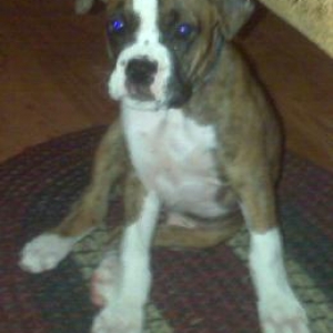 Sarge 9 wks old