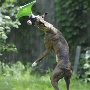 Catch it!