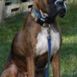 Tasha