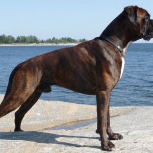 Ringo at the beach (1)