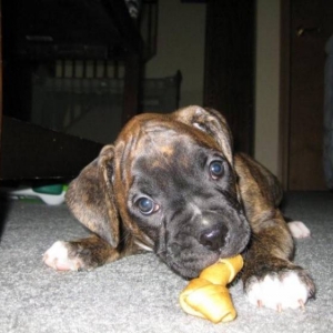 chewing1