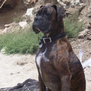 Syd_3_Years_5_Months_Old