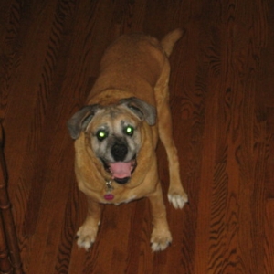 Isis 13 1/2 Years old!