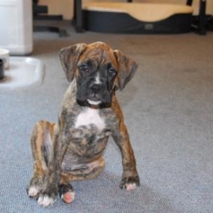 Mortie_8_weeks