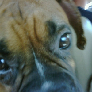 Ruby-closeup