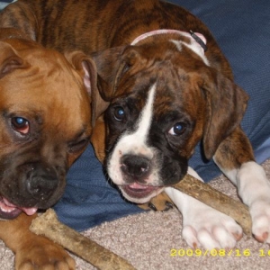 times two bone chew