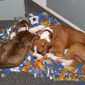 sleeping beauties