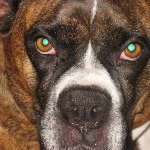 Stella